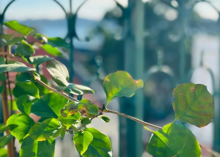 Varandas Do Marques *